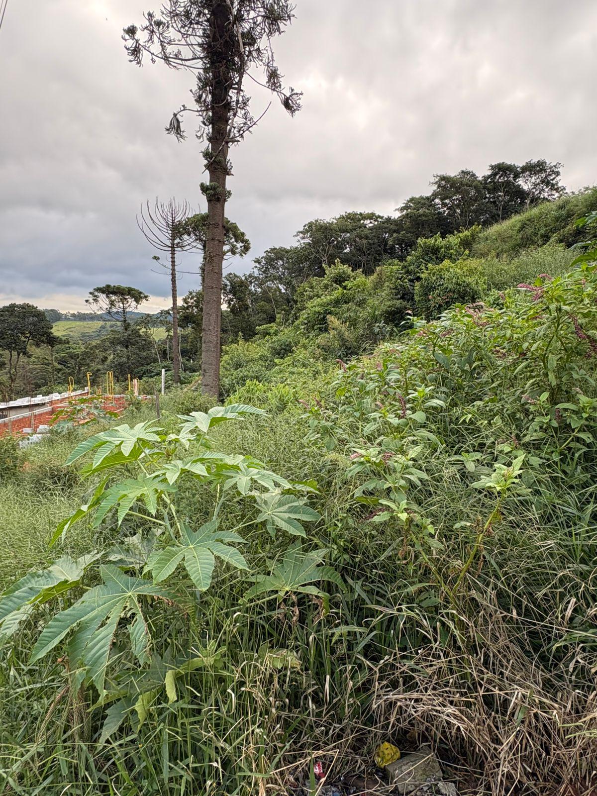 TERRENO NO PIRES
